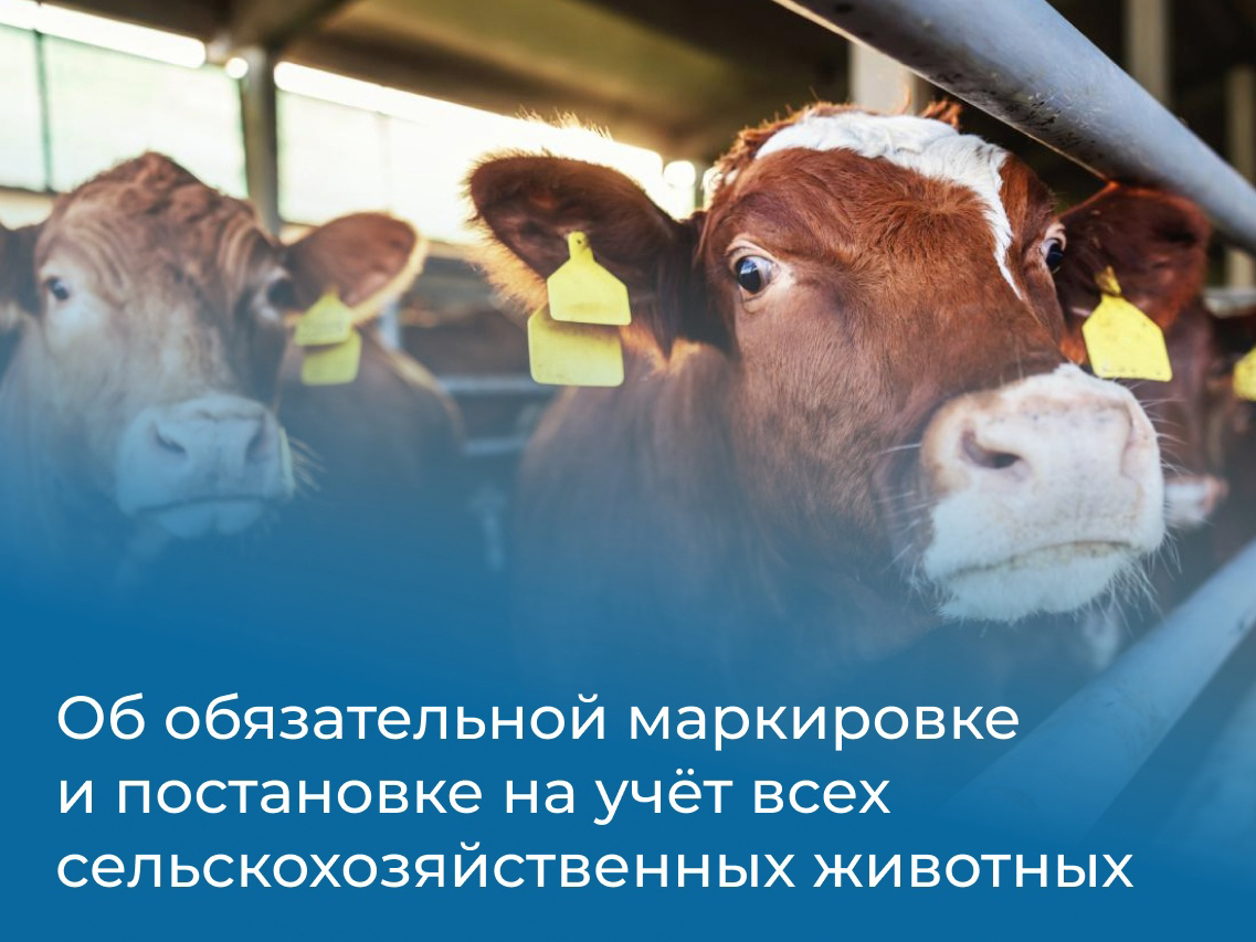 С 1 марта 2024 года вводится обязательная маркировка и постановка на учет всех сельскохозяйственных животных.